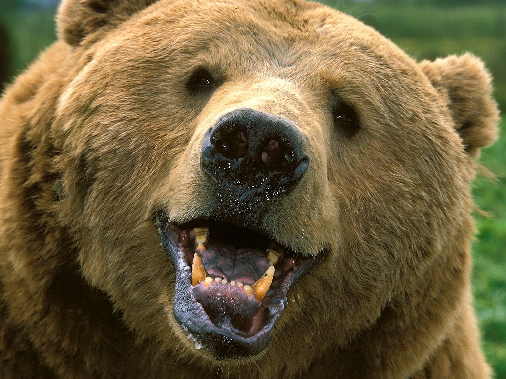 Grin and Bear It